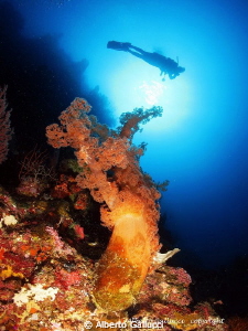 Underwater tree
Alcyonaria, Menjangan Island, Bali by Alberto Gallucci 